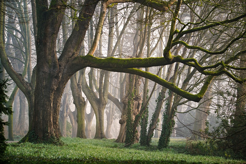 Article podcast arbres décembre 2018 rôle des arbres